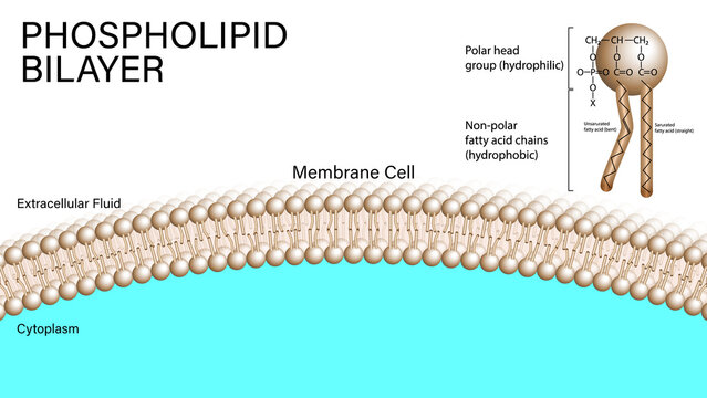 PHOSPHOLIPID BILAYER - MEMBRANE CELL