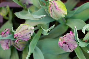 Fresh pink tulips grow in a flower bed in the garden. View from above. Water drops. Spring freshness, background, texture