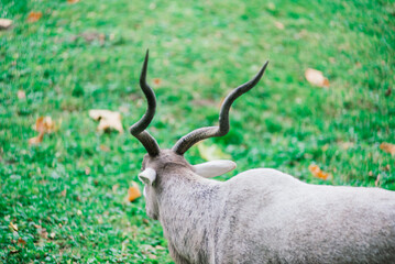 The maned ram eats hay, animal in the zoo, large rounded horns of a ram.