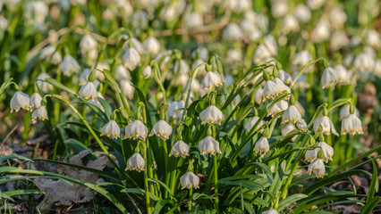 Naturwunder Märzenbecher: Bunte Frühlingsblüher erfreuen Menschen durch ihre Farbenpracht und strahlen Optimismus sowie Lebensfreude aus. Zur rechten Zeit da die Natur aus ihrem Winterschlaf erwacht.
