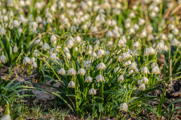 Naturwunder Märzenbecher: Bunte Frühlingsblüher erfreuen Menschen durch ihre Farbenpracht und strahlen Optimismus sowie Lebensfreude aus. Zur rechten Zeit da die Natur aus ihrem Winterschlaf erwacht.