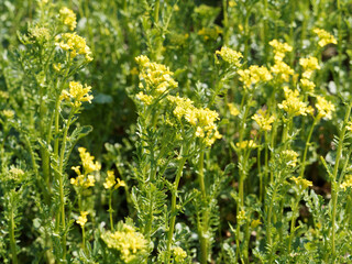 Obraz premium Barbarea vulgaris | Barbarée commune ou cresson d'hiver à floraison jaune vif en corymbre sur tige ramifiée de lumineuses rosettes de feuilles vertes