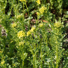 Barbarea vulgaris - Barbarée commune ou Herbe de Sainte-Barbe ou Herbe aux charpentiers ou...