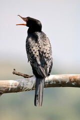 Reed Cormorant, Kruger National Park