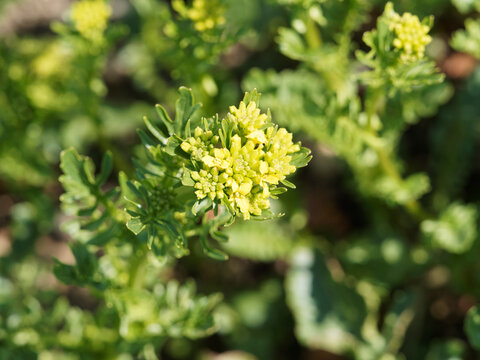 Barbarea vulgaris - Barbarée commune ou Herbe de Sainte-Barbe, plante aromatique à petites fleurs jaune vif en corymbes sur tige ramifiée au feuillage vert luisant