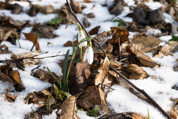 snowdrop in the forest in early spring