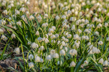 Naturwunder Märzenbecher: Bunte Frühlingsblüher erfreuen Menschen durch ihre Farbenpracht und strahlen Optimismus sowie Lebensfreude aus. Zur rechten Zeit da die Natur aus ihrem Winterschlaf erwacht.