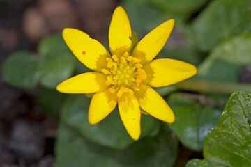 Lesser celandine, a beautiful yellow flower in early spring