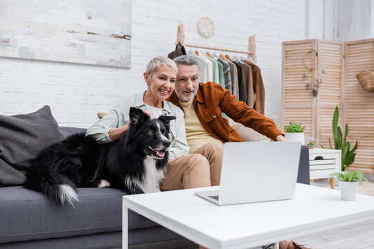 Positive couple looking at blurred laptop near border collie on couch.