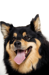 Happy Finnish Lapphund dog resting on a white background