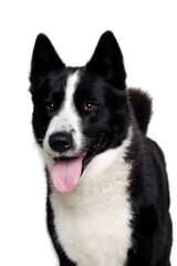 Happy karelian bear dog on a clean white background