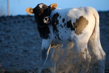Beef calf with pond water in agriculture background.
