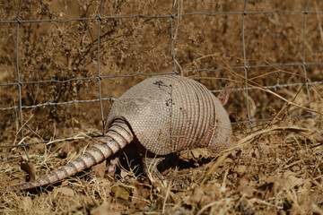Armadillo along fence in winter grass.