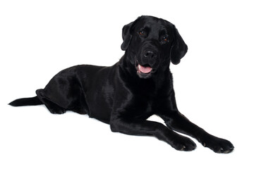 Happy balck labrador retriever dog