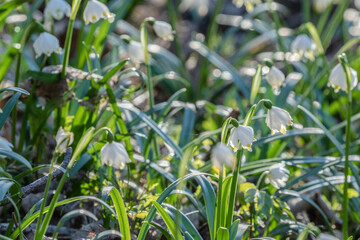 Naturwunder Märzenbecher: Bunte Frühlingsblüher erfreuen Menschen durch ihre Farbenpracht und strahlen Optimismus sowie Lebensfreude aus. Zur rechten Zeit da die Natur aus ihrem Winterschlaf erwacht.
