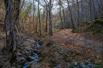 petit cours d'eau en forêt au début du printemps