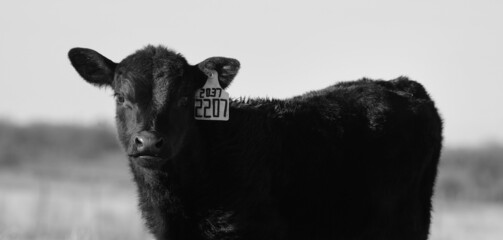 Black angus beef calf close up with ear tag on farm.