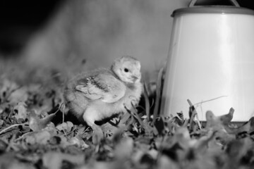 Chick in grass close up on farm.