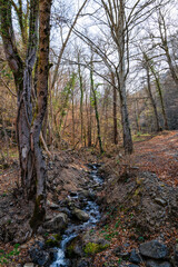 petit cours d'eau en forêt au début du printemps