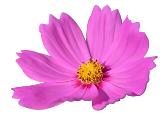 Beautiful pink cosmos flower (Cosmos Bipinnatus) blooming isolated on white background with clipping path.