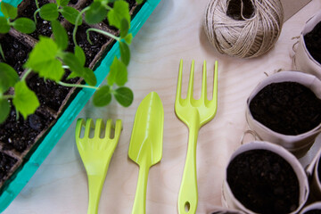 Seedlings of cucumber seeds. The shoots of cucumbers. The germinated seeds. Green shoots in small...
