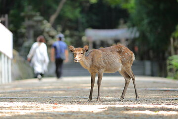 奈良公園のメス鹿