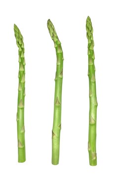 アスパラガス Images Browse 6 807 Stock Photos Vectors And Video Adobe Stock