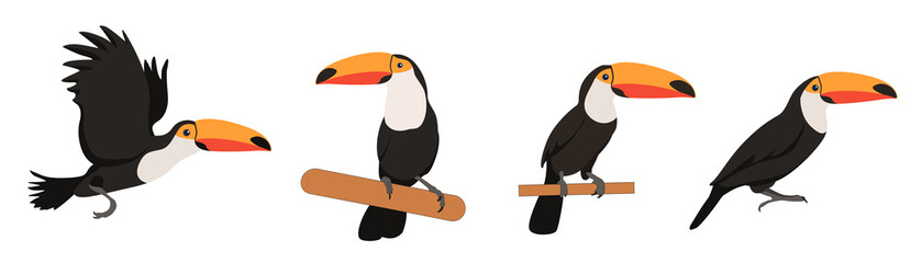 Set of toucans from different angles on white background. Vector beautiful characters toucans in cartoon style. - obrazy, fototapety, plakaty