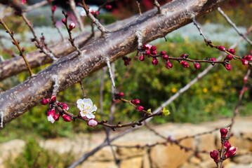 Beautiful and colorful apricot flower in full bloom
