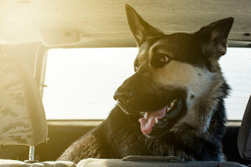 transportation of a large shepherd dog in the trunk of a car without a muzzle, the front and back...