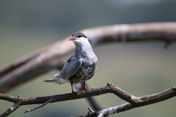Whiskered Tern, Kruger National Park