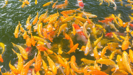 Fototapeta na wymiar Colorful Background of Koi fish Beautiful Colorful Background of Koi fish swimming in water