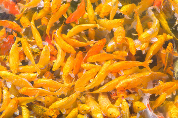 Colorful Background of Koi fish Beautiful Colorful Background of Koi fish swimming in water