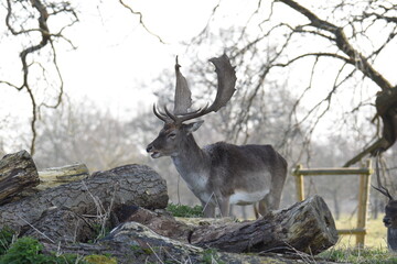 some fallow deer in a park