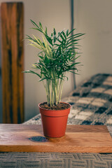 small Chamaedorea elegans in an orange nursery pot 