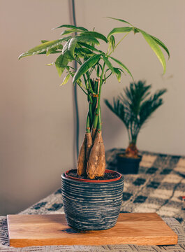 braided money plant, pachira aquatica in stone pot 
