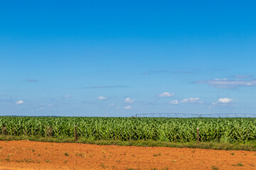 Corn plantation.