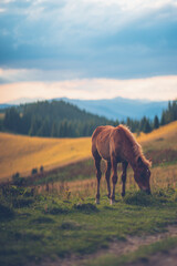 Fototapeta na wymiar horse in the mountains eats grass against the backdrop of sunset Ukraine