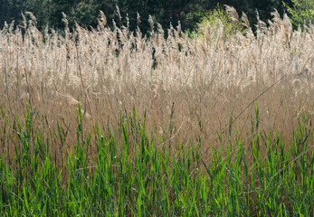 Closeup background of dense thickets of sedge plant.