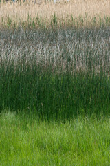 Obraz na płótnie Canvas Closeup background of dense thickets of sedge plant.