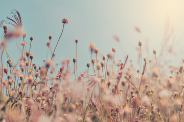 Flower field, meadow flowers in soft warm light. Autumn landscape blurry nature background.