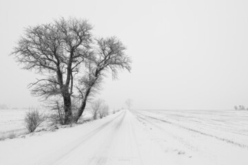 Drzewo, zima, śnieg, droga