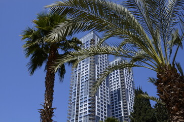 Fototapeta na wymiar Tower construction. Beautiful new buildings twins in Tel Aviv. Palm branches in the foreground
