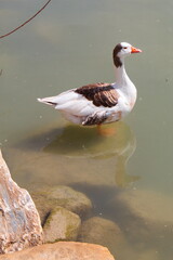 Beautiful goose on the bank of the Segura river as it passes through the center of Murcia