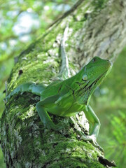 IGUANA