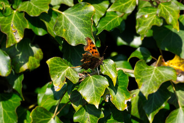 Comma butterfly (Polygonia c-album) with partially open wings sitting on a green plant in Zurich, Switzerland