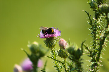 Closeup of bumblebee on spiny plumeless thistle flower with selective focus on foreground