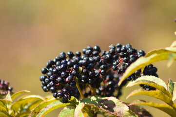 Closeup of black dwarf elder fruits with blurred background