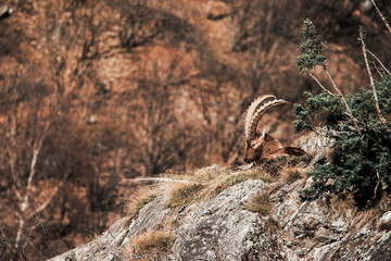 ibex in the forest