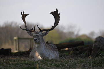 some fallow deer in a park